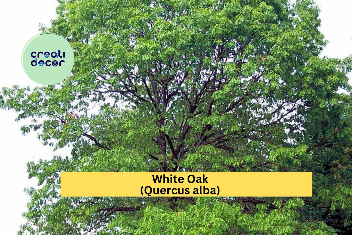 White Oak Seedlings – 8 Live Quercus alba Native Shade Trees, 6–10 Inches Tall, Well Rooted Saplings for Landscaping & Reforestation