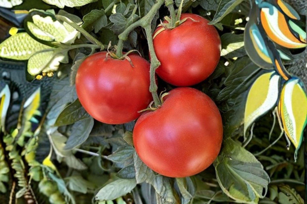 Heirloom Tomato Seeds – Super Sioux, Non-GMO, Red, 100 mg for Slicing, Canning, and Fresh Eating, Solanum lycopersicum