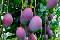 Grafted Palmer Mango Tree Starter – Large Juicy Purple Mangoes, Tropical Garden Tree, Mangifera