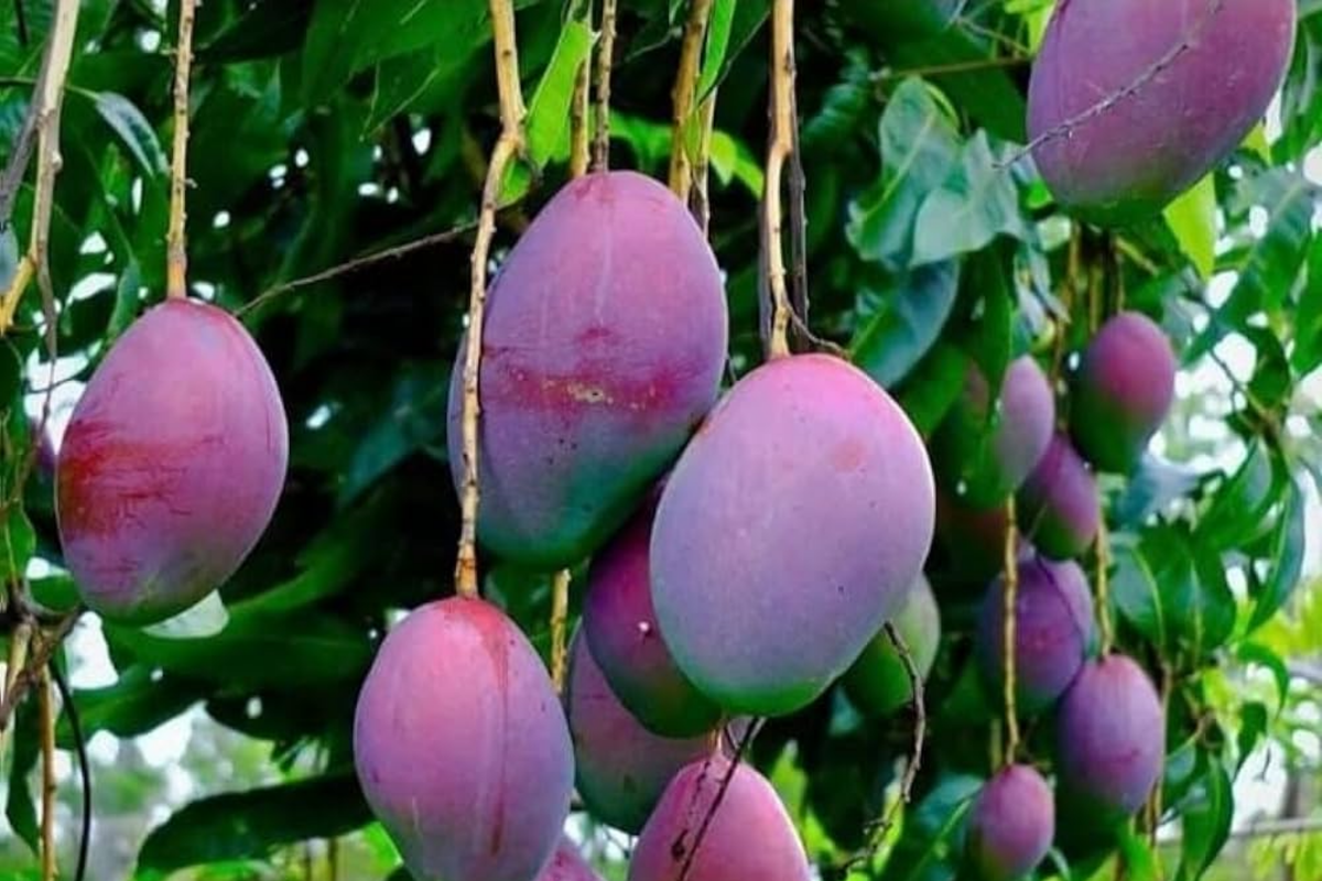 Grafted Palmer Mango Tree Starter – Large Juicy Purple Mangoes, Tropical Garden Tree, Mangifera
