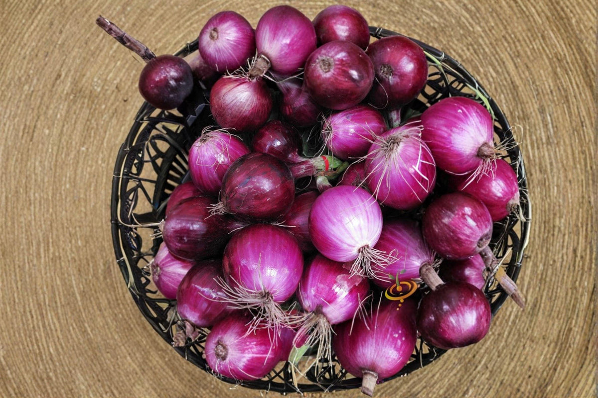 Onion Seeds – Southport Red Globe Heirloom Red Onion – Firm Globe Bulbs – Allium cepa