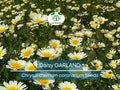 1000 Garland Daisy Seeds – Edible Chrysanthemum Leaves, Shungiku, Glebionis coronaria, Non-GMO Herb & Flower Seeds