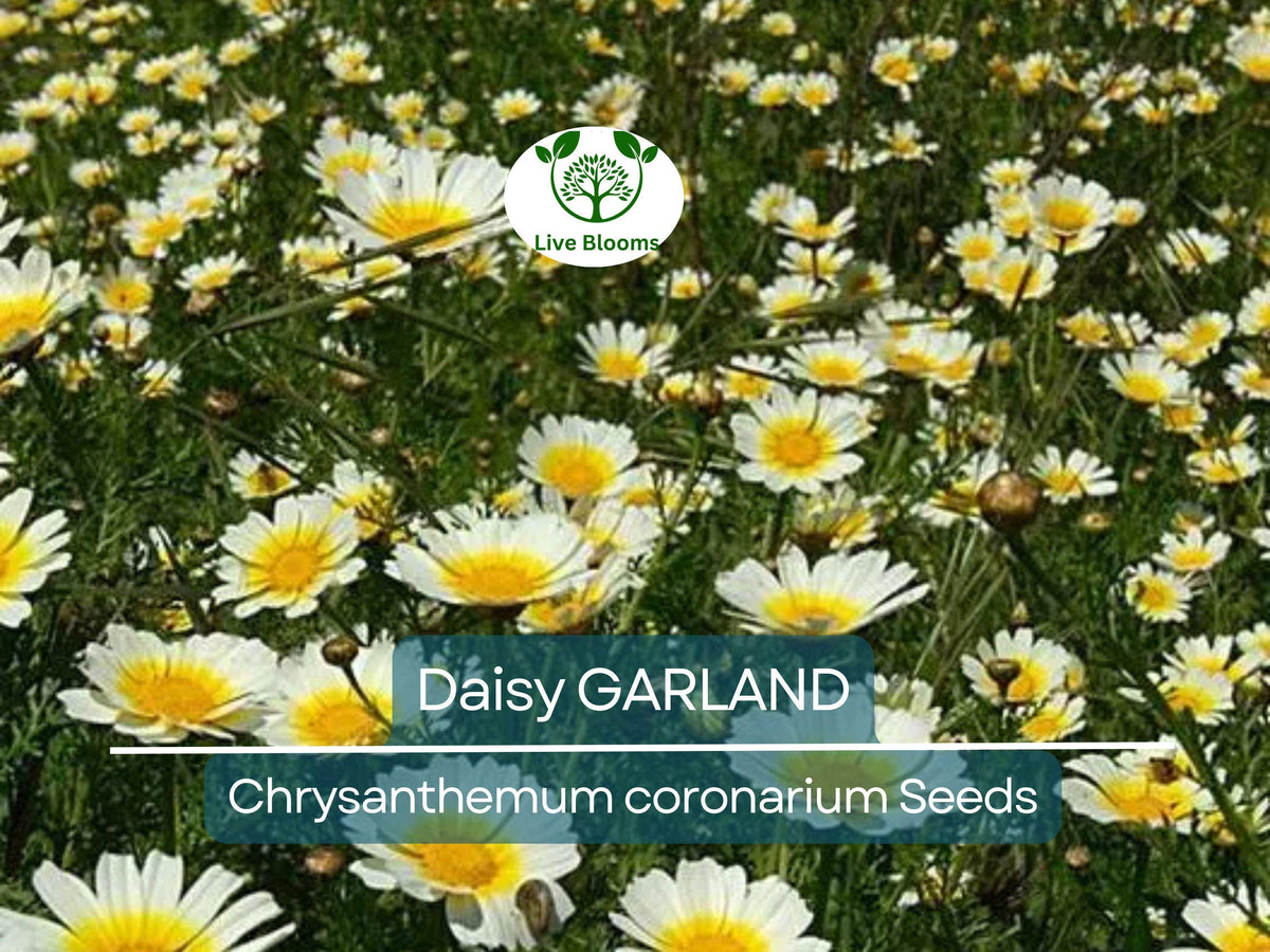 1000 Garland Daisy Seeds – Edible Chrysanthemum Leaves, Shungiku, Glebionis coronaria, Non-GMO Herb & Flower Seeds