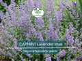200 Seeds Catmint Lavender Blue Perennial Herb Nepeta faassenii, Pollinator & Drought Tolerant