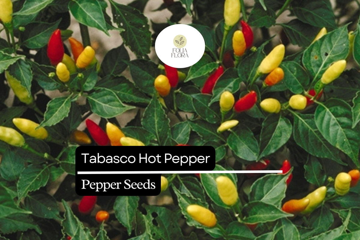 30 Seeds Tabasco Pepper (Capsicum frutescens) - Hot Spicy Pepper for Sauces, Pickling & Cooking