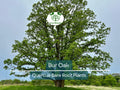 Bur Oak Tree – Live Bare Root Quercus macrocarpa – Native Shade Tree with Large Acorns, Deciduous Hardwood for Reforestation & Wildlife