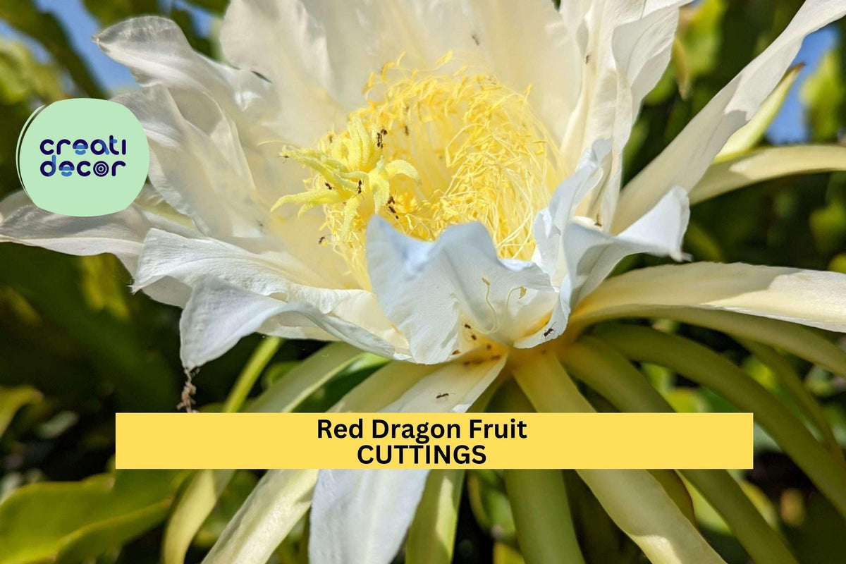 Red Dragon Fruit Cuttings Condor Variety | Unrooted Hylocereus Cactus for Tropical Fruit Growing