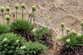 Eriogonum heracleoides Wild Buckwheat Seeds – Native Western Perennial, Drought-Tolerant, Pollinator Magnet, Xeriscape Plant, 50 Seeds