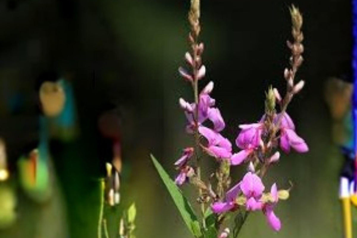 25 Desmodium canadense Showy Tick Trefoil Seeds – Native Legume, Pollinator Wildflower, Purple Blooms, Perennial, Full Sun