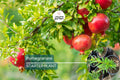 Pomegranate Tree Live Plant | 10-24 Inches | Punica granatum Fruit Tree for Gardens & Containers