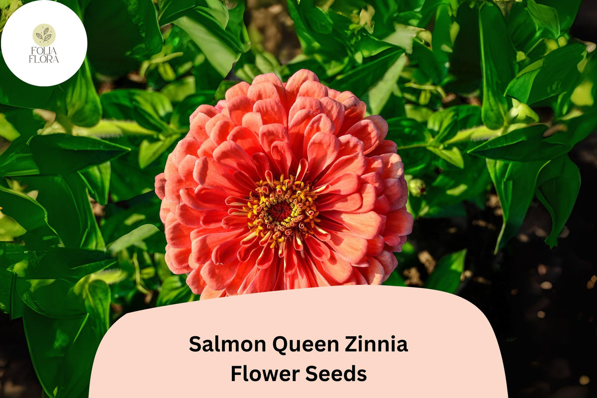 100+ Salmon Queen Zinnia Seeds | Soft Pink-Orange Blooms | Pollinator-Friendly Annual Flower | Zinnia elegans for Gardens & Cut Flowers