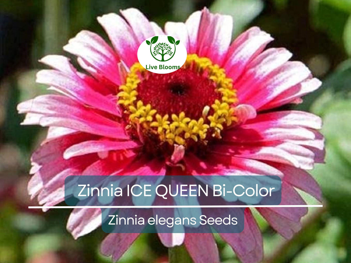 Zinnia Ice Queen Bi-Color Pink White Flower Seeds – Attracts Butterflies & Hummingbirds, Non-GMO, Easy to Grow, Vibrant Garden Blooms