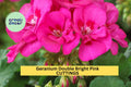 Double Bright Pink Geranium Cuttings – 4 Unrooted Pelargonium Stems for Rooting, Vibrant Pink Flowers, Pots, Borders, Baskets