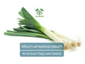 150 Seeds American Flag Leek Allium ampeloprasum Heirloom Non-GMO Hardy Vegetable for Gardening & Cooking