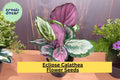 25+ Eclipse Calathea Seeds – Exotic Tropical Houseplant with Pink, Green & Purple Foliage – Calathea spp. Indoor & Shaded Garden Plant