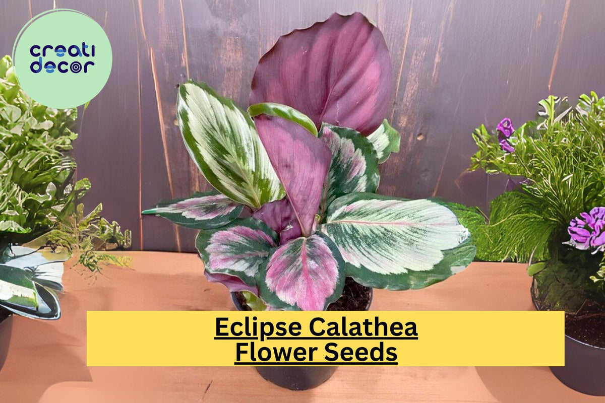 25+ Eclipse Calathea Seeds – Exotic Tropical Houseplant with Pink, Green & Purple Foliage – Calathea spp. Indoor & Shaded Garden Plant