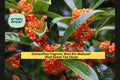 Osmanthus fragrans ‘Beni Kin Mokusei’ Rooted Evergreen Shrub with Fragrant Red-Orange Flowers for Garden Borders