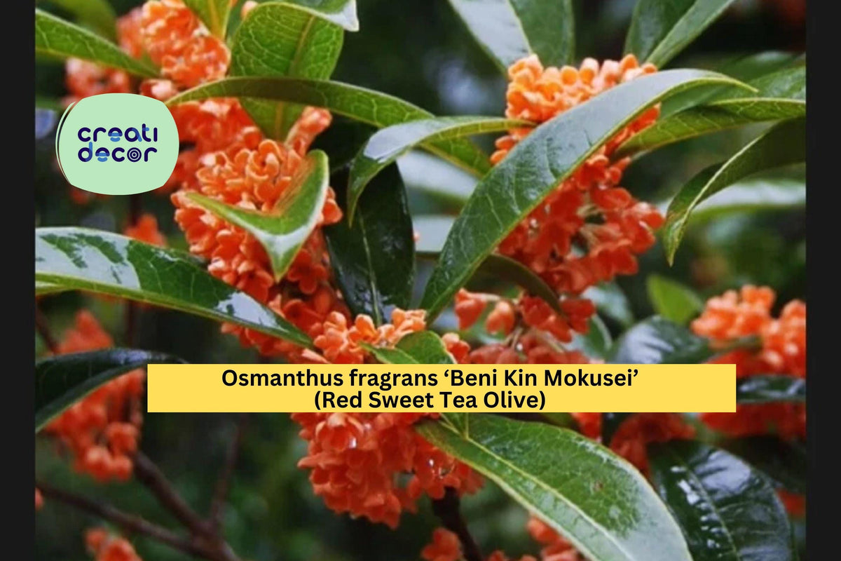 Osmanthus fragrans ‘Beni Kin Mokusei’ Rooted Evergreen Shrub with Fragrant Red-Orange Flowers for Garden Borders