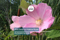 Pink Swamp Rose Mallow Seeds – Hardy Hibiscus Hibiscus moscheutos with 6-9" Flowers, Perennial Wetland Plant for Butterfly & Hummingbird Gardens