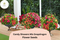 Candy Showers Mix Snapdragon Seeds | Cascading Annual Flowers for Baskets & Gardens | Antirrhinum majus