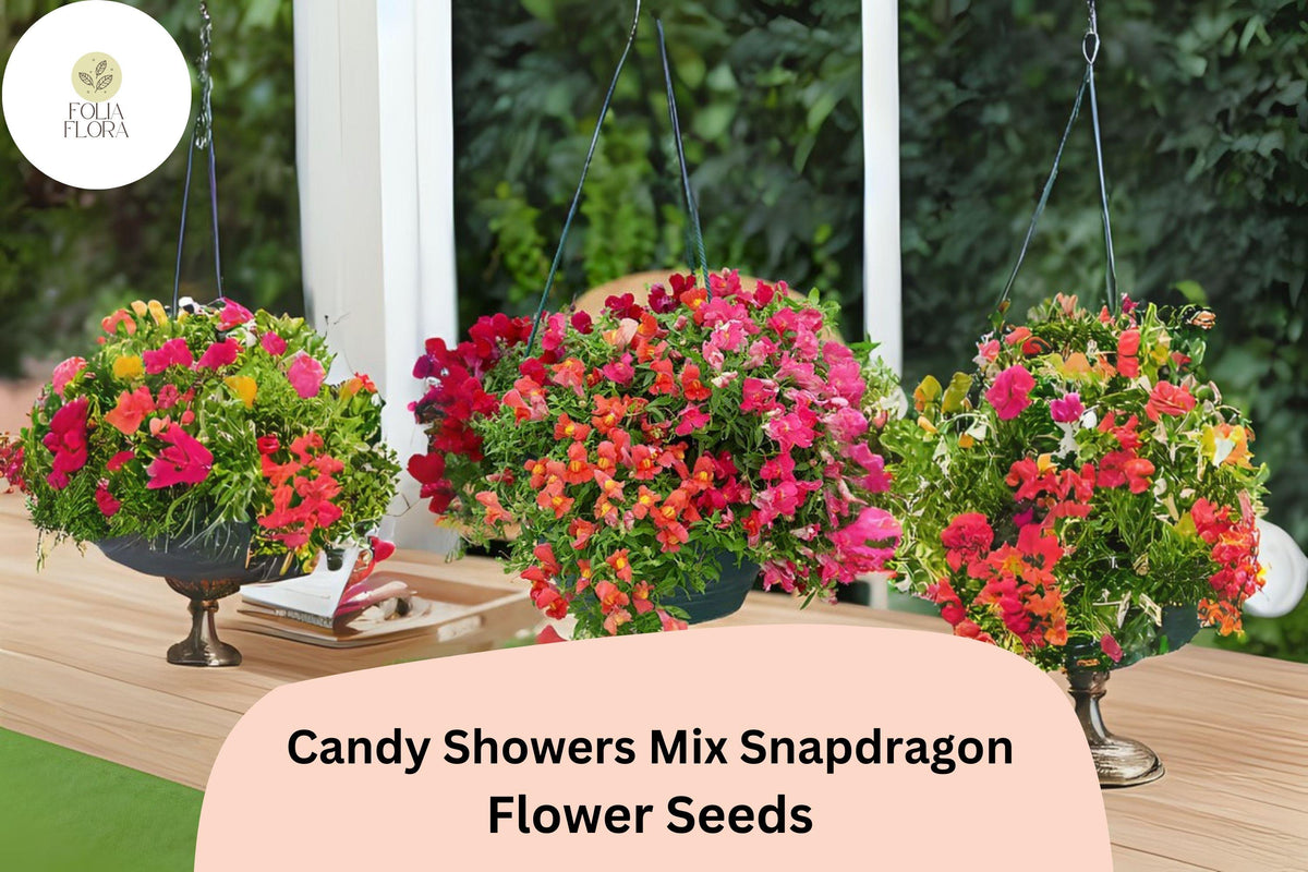 Candy Showers Mix Snapdragon Seeds | Cascading Annual Flowers for Baskets & Gardens | Antirrhinum majus