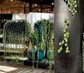 String of Pearls Cuttings - 10 Unrooted Succulent Stems, Senecio rowleyanus, Trailing Bead Plant for Hanging Baskets