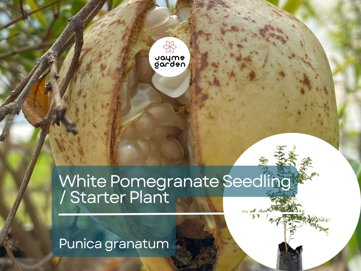 White Pomegranate Starter Plant - Live Punica granatum Fruit Tree 1-2 ft, Sweet, Ornamental, Warm Climate Garden Tree