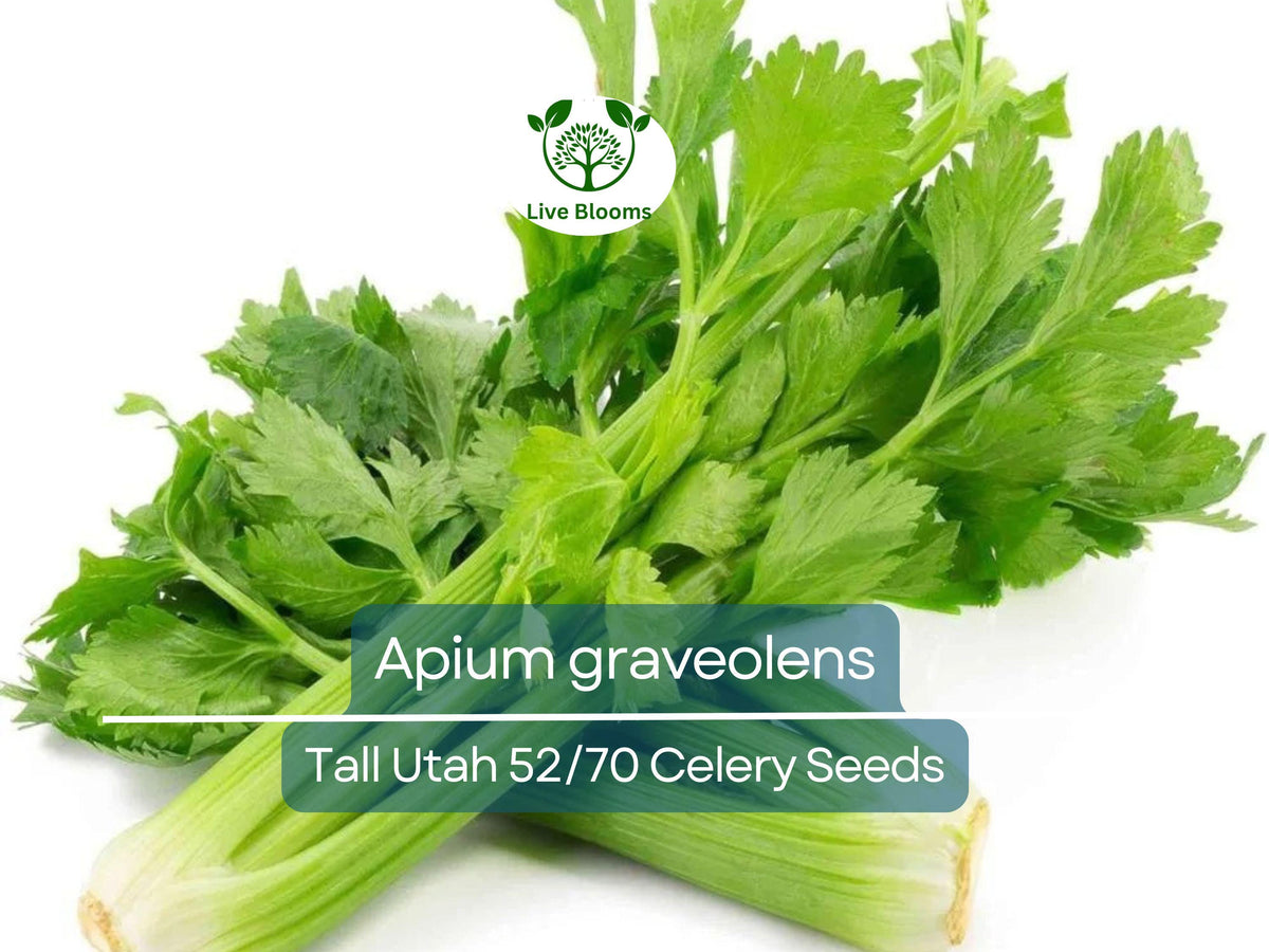 2500 Seeds Tall Utah 52/70 Celery Apium graveolens Heirloom Crisp Stalks for Cooking & Salads