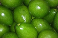 Grafted Don Ramon Avocado Tree Starter Plant | Fast Fruiting Tropical Variety | Creamy & Delicious Persea americana