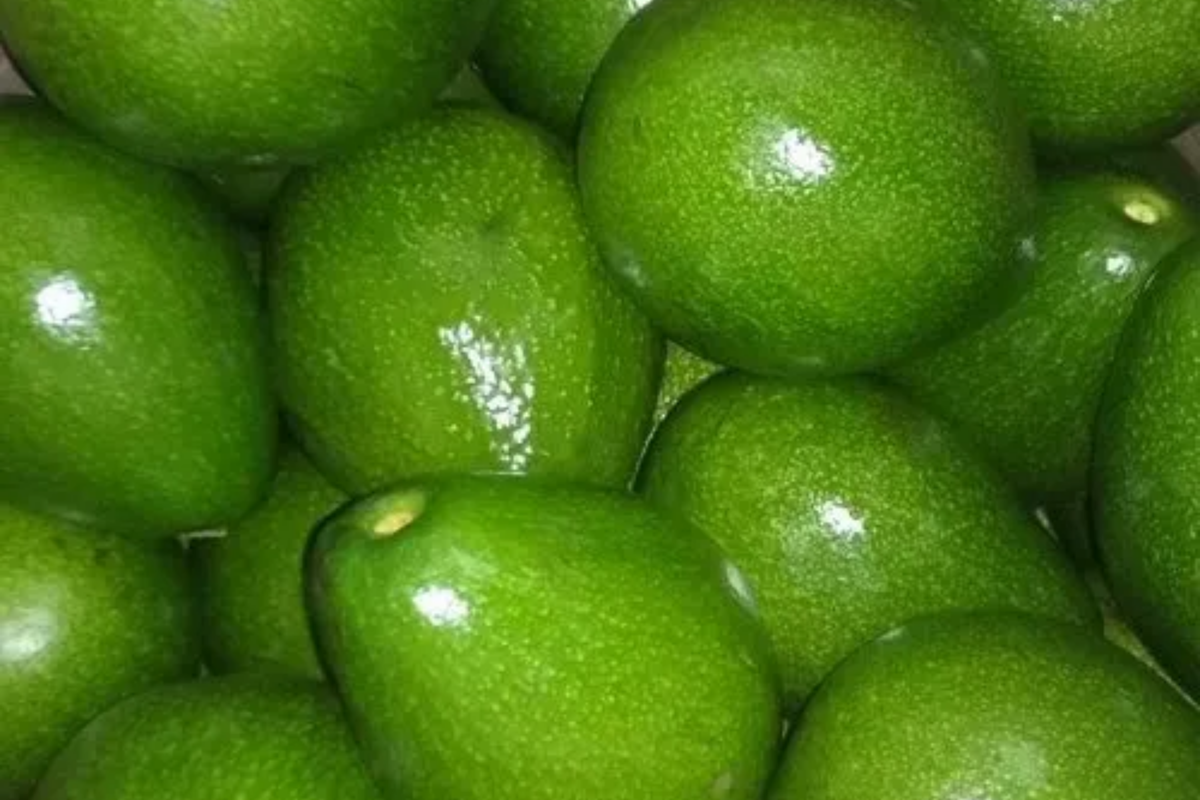 Grafted Don Ramon Avocado Tree Starter Plant | Fast Fruiting Tropical Variety | Creamy & Delicious Persea americana