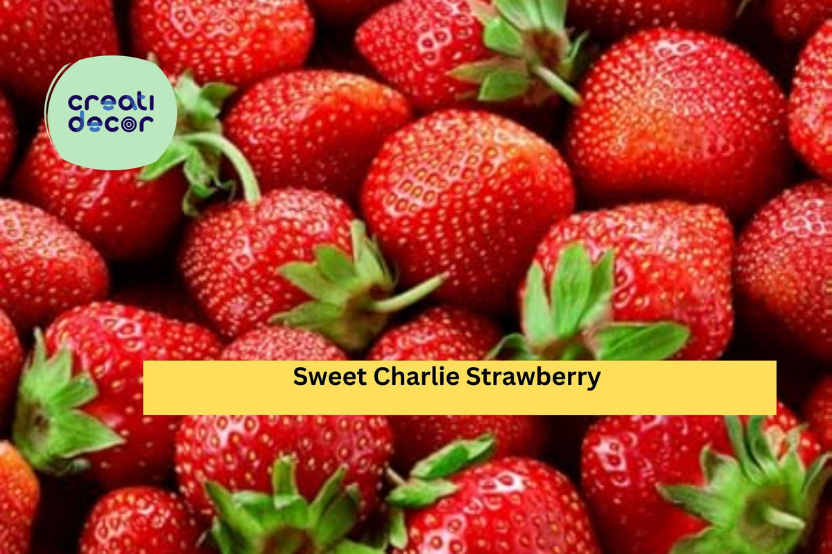 Sweet Charlie Strawberry Plants – 10 Bare Root, Early Season Fragaria × ananassa, Red Fruit, Perennial Garden Berry