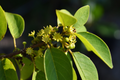 Soldierwood Tree Starter Plant 12-24" | Colubrina elliptica Wildlife-Friendly Tropical Evergreen for Coastal Gardens