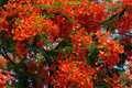 Giant Flame Tree Live Plant 5 ft, Royal Poinciana, Delonix regia, Tropical Red Flower Shade Tree, Ornamental Exotic Tree