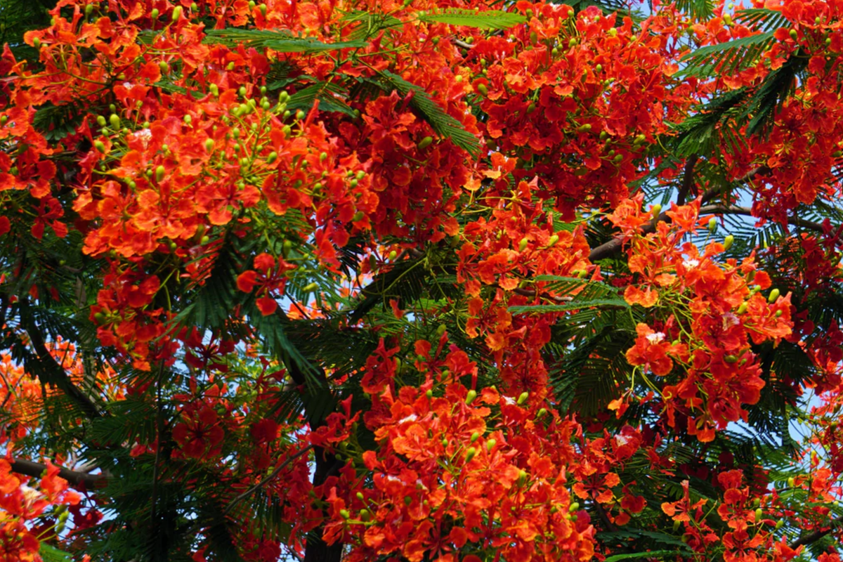 Giant Flame Tree Live Plant 5 ft, Royal Poinciana, Delonix regia, Tropical Red Flower Shade Tree, Ornamental Exotic Tree