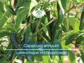 250 mg Lumbre Pepper Seeds – Capsicum annuum Hot Chili for Spicy Salsas, Sauces, and Gardening
