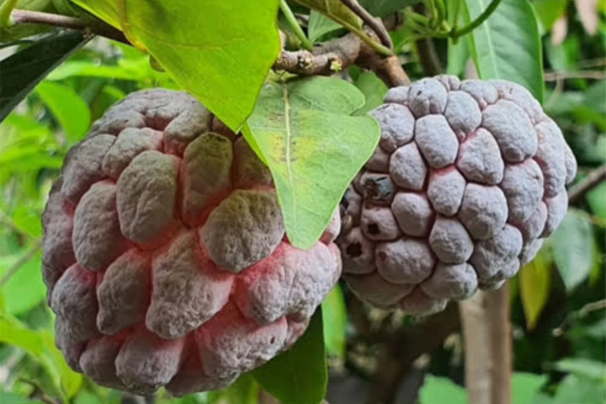 Red Sugar Apple Tree Live Fruit Tree 3-4 ft, Tropical Fruit Tree, Flowering Soon, Annona squamosa, Easy Care, USDA Zones 9-11
