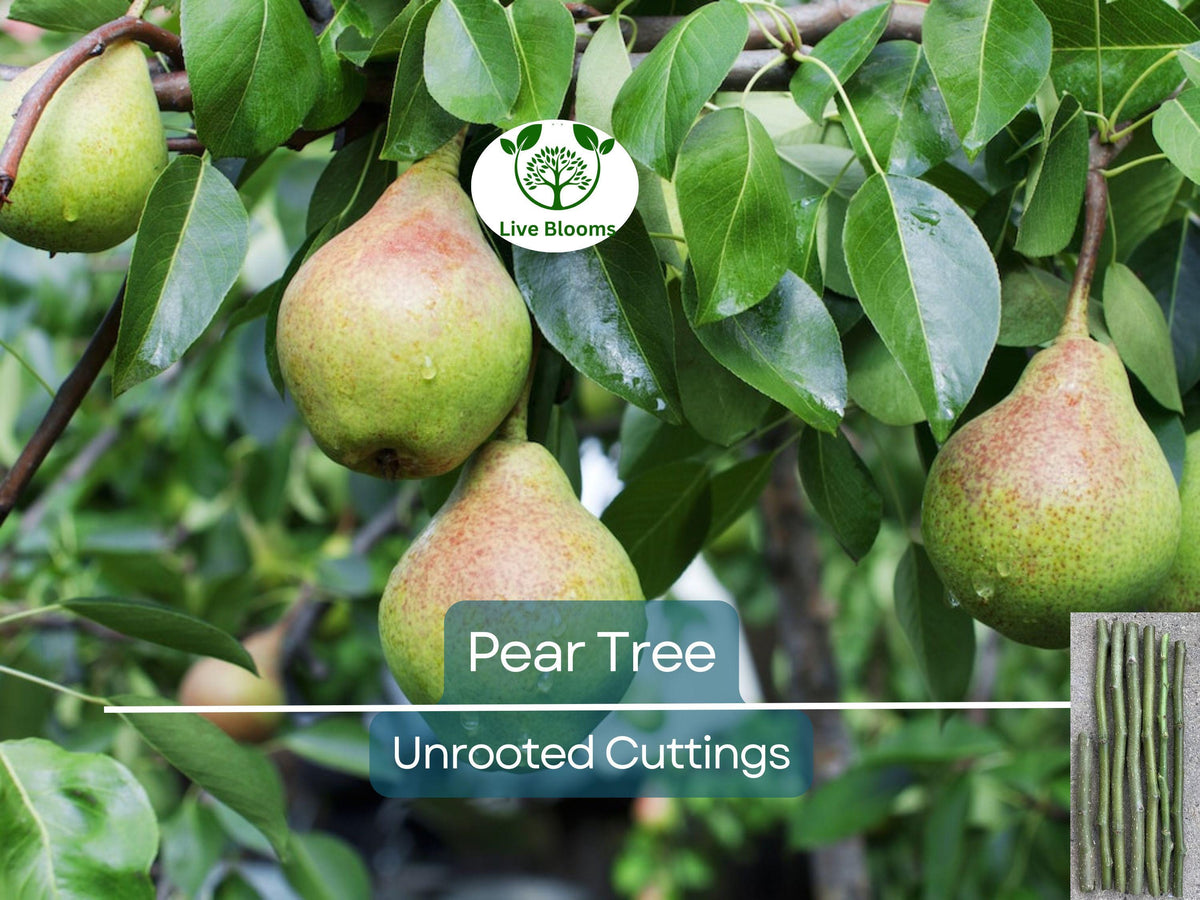 Organic Pear Tree Cuttings, 5 Unrooted Propagation Stock, Grow Your Own Pears, Hardy Fruit Tree, Pyrus communis
