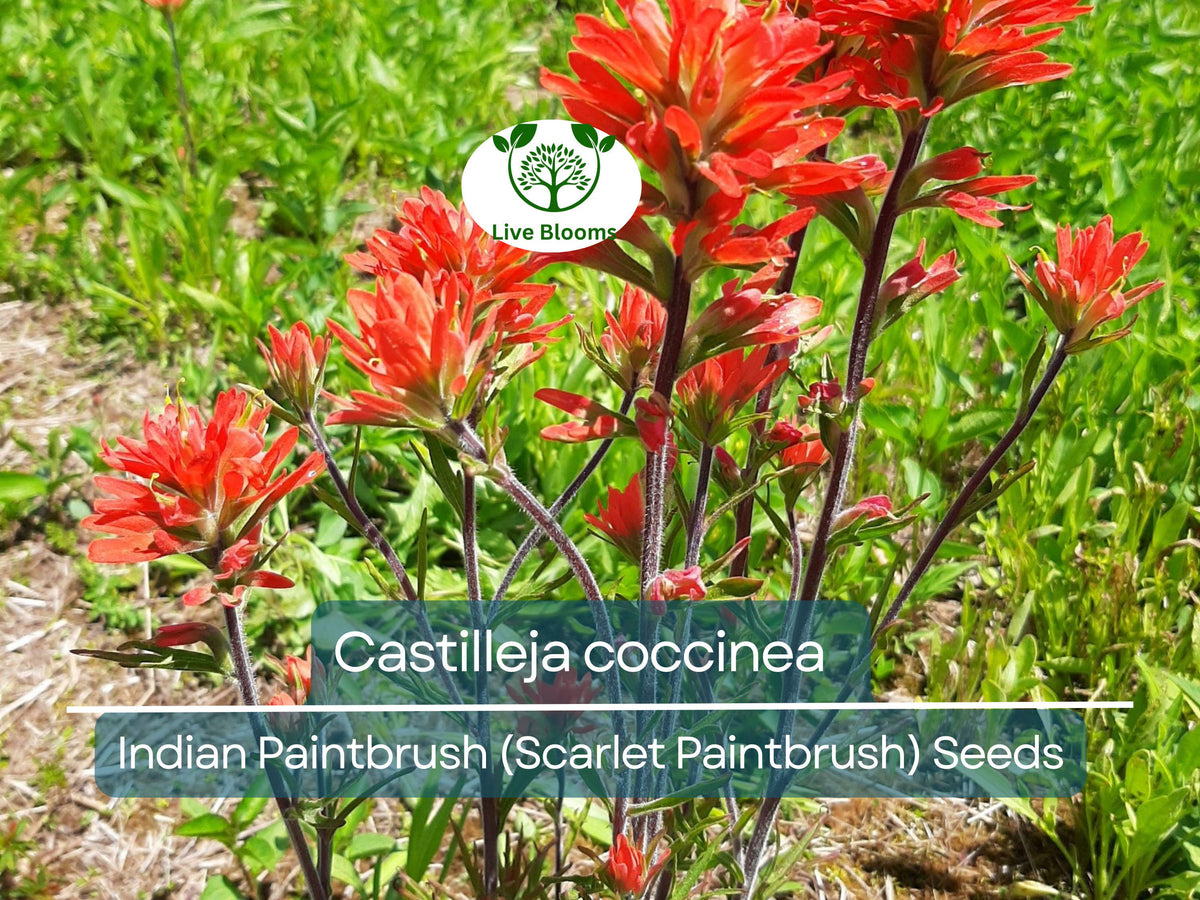 300 Seeds Castilleja coccinea Indian Paintbrush Wildflower Seeds - Vibrant Red Native North American Plant