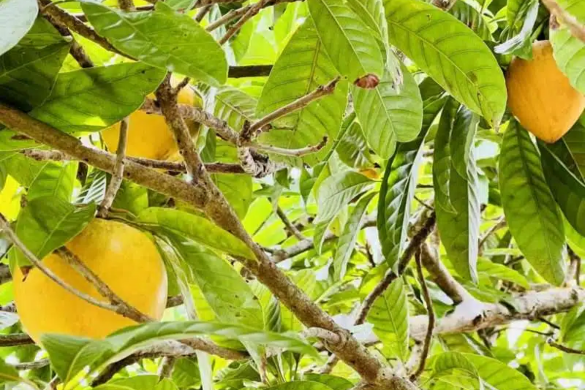 Canistel Tree Starter Plant 1-2 ft Tropical Fruit Tree Edible Custard Fruit Pouteria campechiana