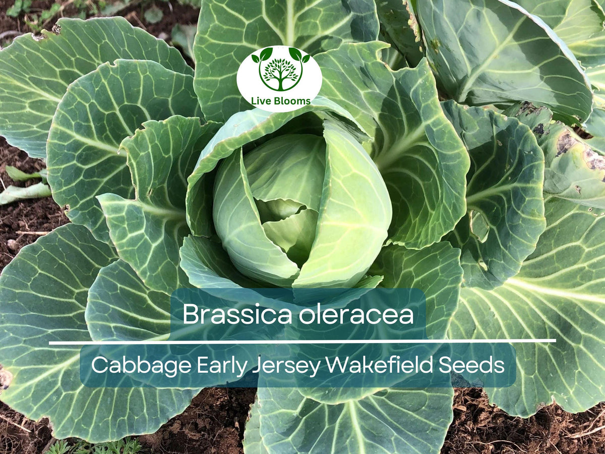 250 Seeds Cabbage Early Jersey Wakefield Brassica oleracea Heirloom, Early Spring, Compact Conical Heads