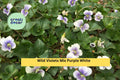 Wild Violet Plants - 10 Bare Root Viola odorata Mix, Perennial Ground Cover for Gardens, Borders, Naturalized Areas