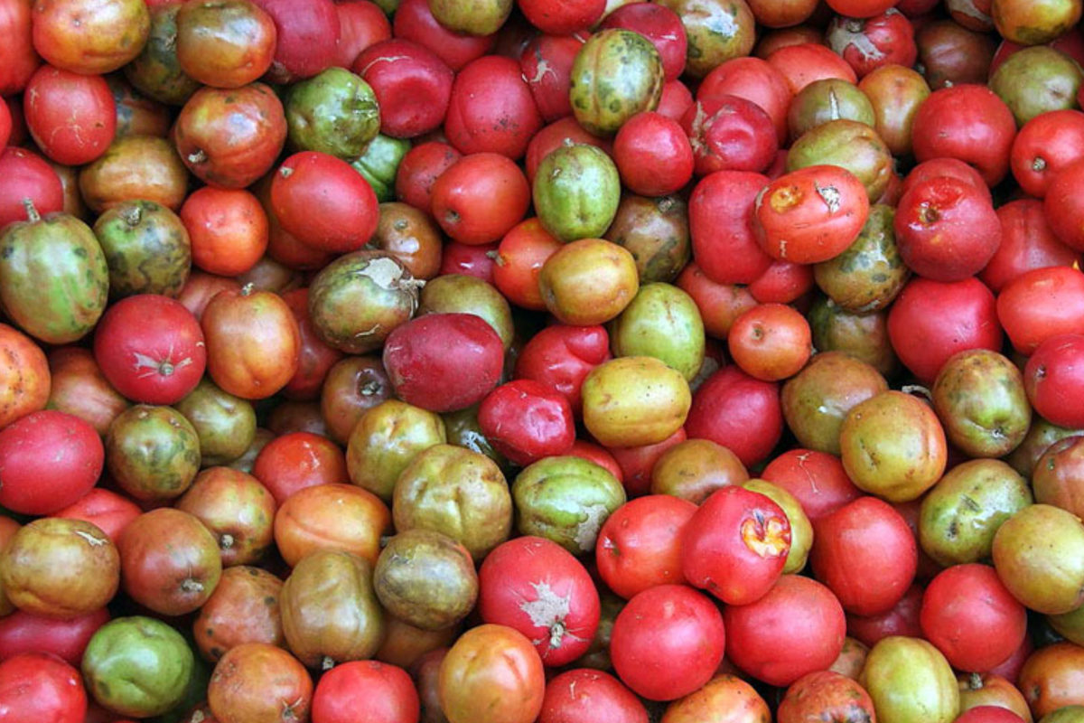 Spanish Plum Red Mombin Tree | 12-24 Inch Live Starter Plant | Tropical Fruit, Drought Tolerant, Spondias purpurea