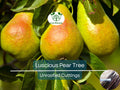 Luscious Pear Tree Scions - 3 Unrooted Cuttings for Grafting & Rooting - Pyrus communis - 10-12" Long