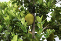 Live Jackfruit Tree Starter Plant – Artocarpus heterophyllus, Tropical Fruit Tree, Vegan-Friendly, Nutritious, Sustainable, Zone 9-11