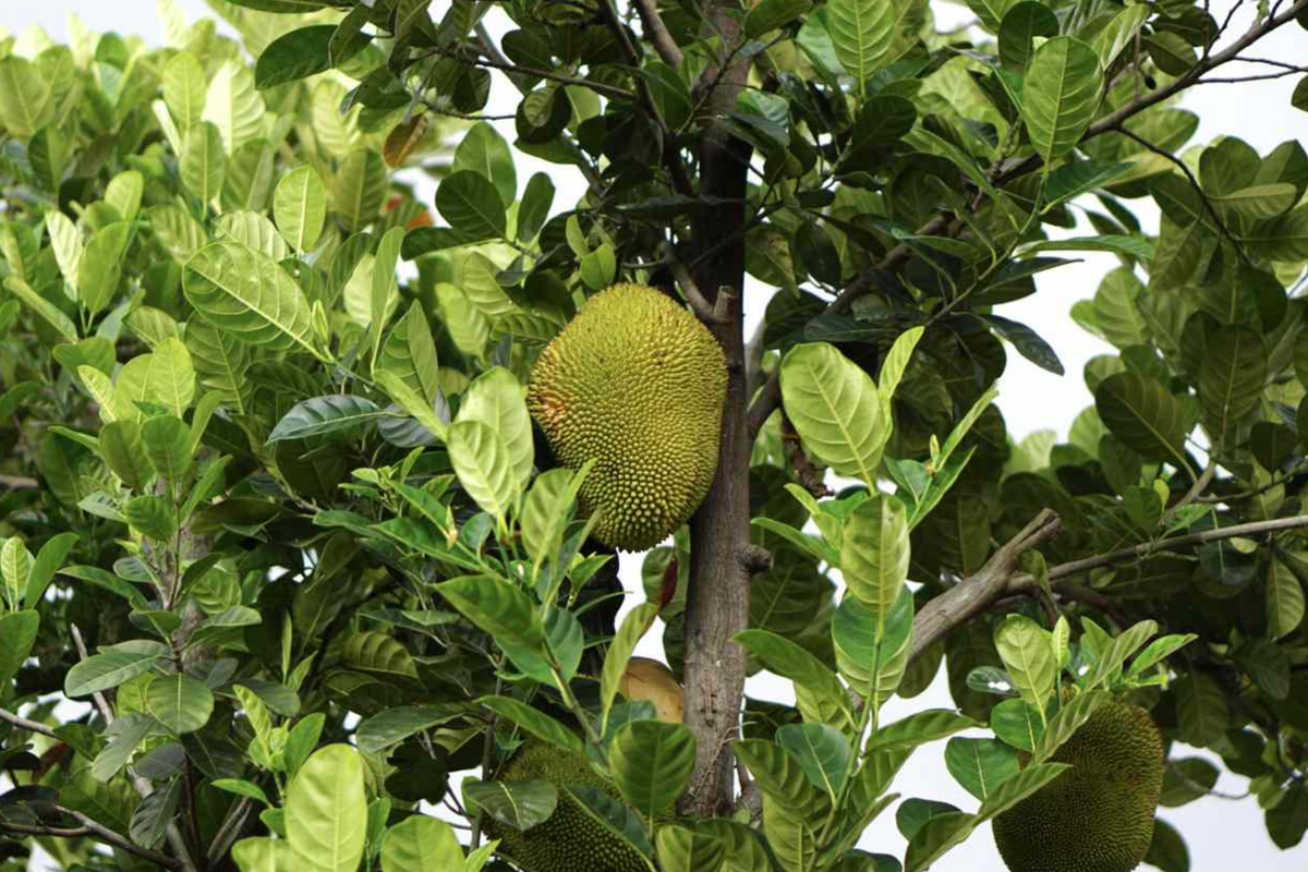 Live Jackfruit Tree Starter Plant – Artocarpus heterophyllus, Tropical Fruit Tree, Vegan-Friendly, Nutritious, Sustainable, Zone 9-11