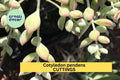 Cotyledon Pendens Succulent Cuttings – Trailing Cliff Cotyledon, Gray-Green Foliage, Unrooted Starter Plants