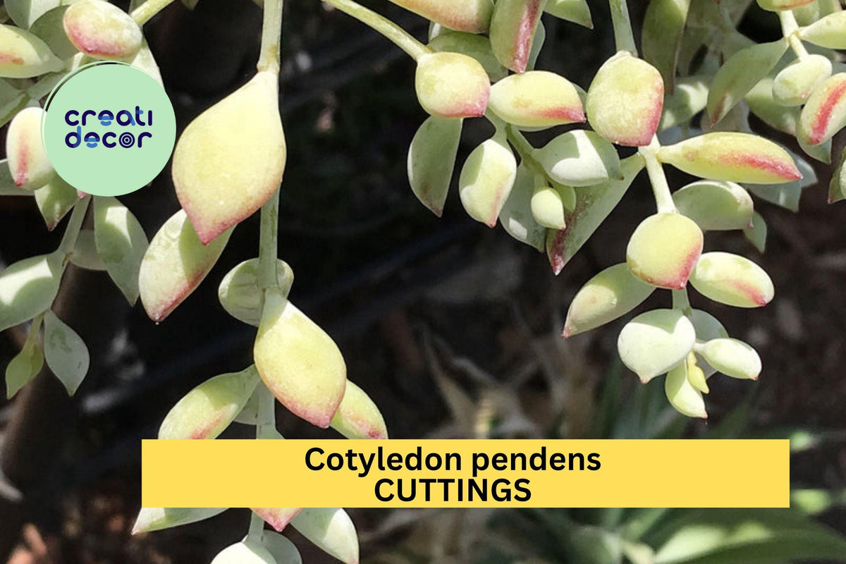 Cotyledon Pendens Succulent Cuttings – Trailing Cliff Cotyledon, Gray-Green Foliage, Unrooted Starter Plants