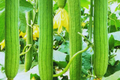 Luffa Gourd Seeds | Non-GMO Heirloom | Natural Bath Sponge | Luffa aegyptiaca | Climbing Vine, 25+ Seeds