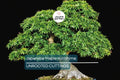 Japanese Maple Kotohime Cutting for Bonsai | Acer Var. Outdoor Hardy Zone 8a | Miniature Tree Starter Plant