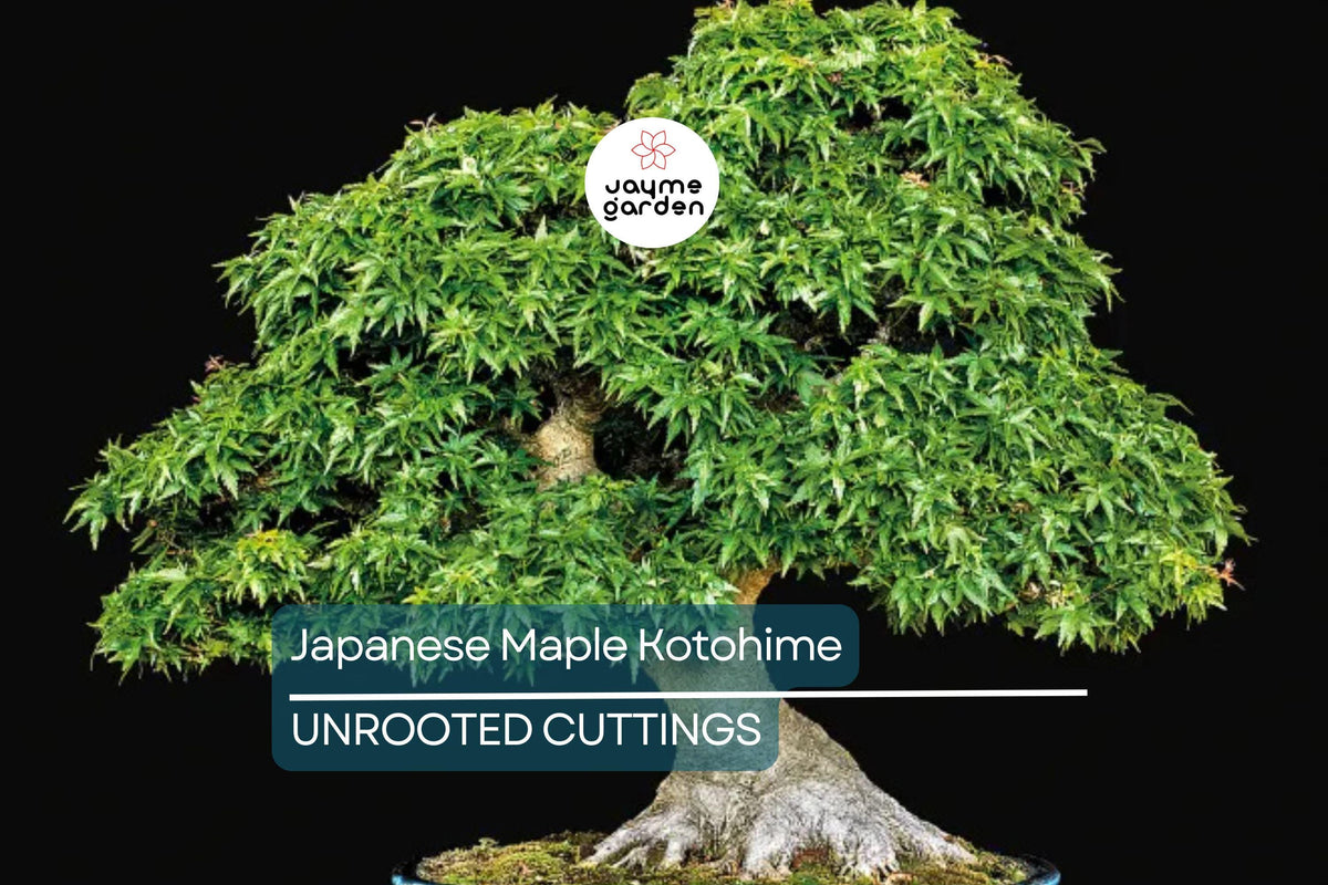 Japanese Maple Kotohime Cutting for Bonsai | Acer Var. Outdoor Hardy Zone 8a | Miniature Tree Starter Plant
